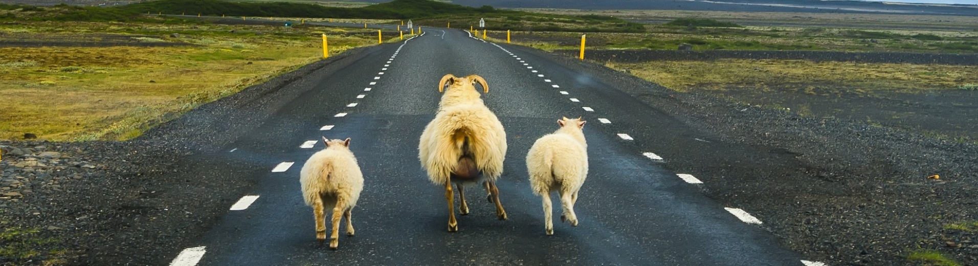 Flock of sheep on the road