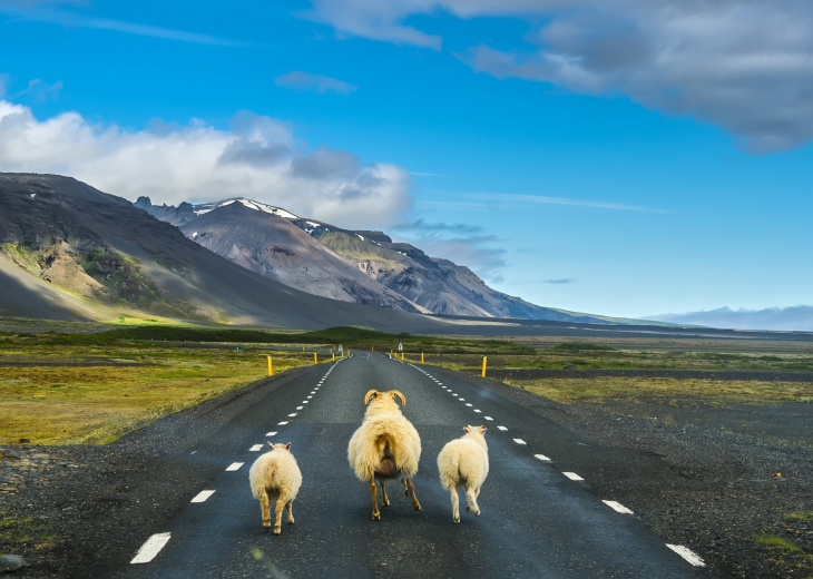 Flock of sheep on the road