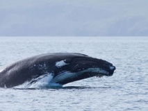 husavik-whale