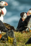 iceland animals - puffins