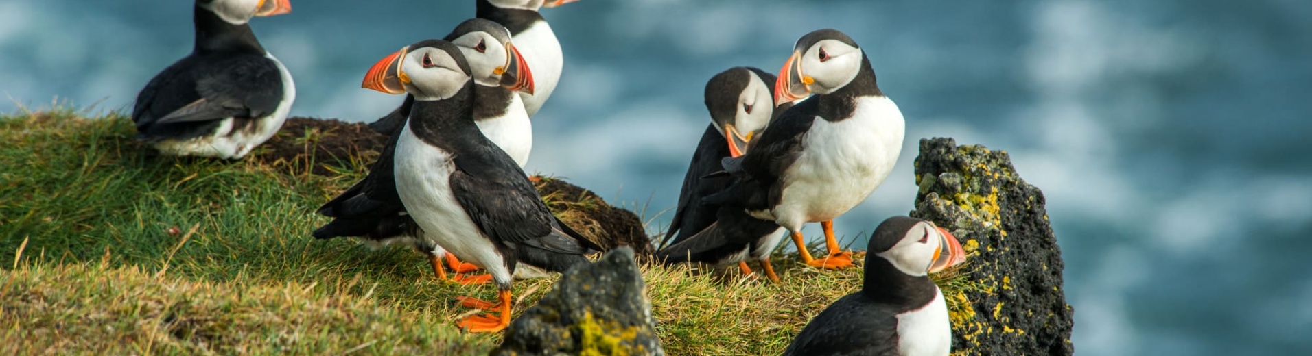 iceland animals - puffins