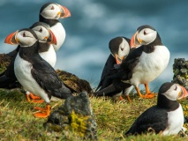 iceland animals - puffins