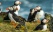 iceland animals - puffins