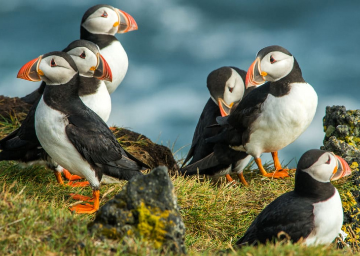 iceland animals - puffins