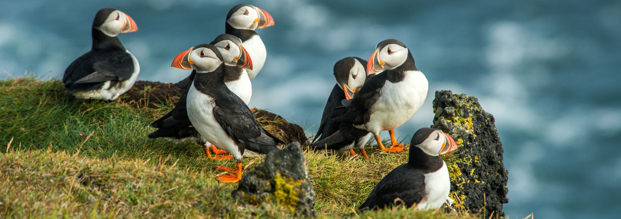 Icelandic Wildlife Self Drive - Iceland like a local Icelandic Wildlife Self Drive - Iceland like a local