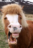 Funny portrait of Icelandic horse