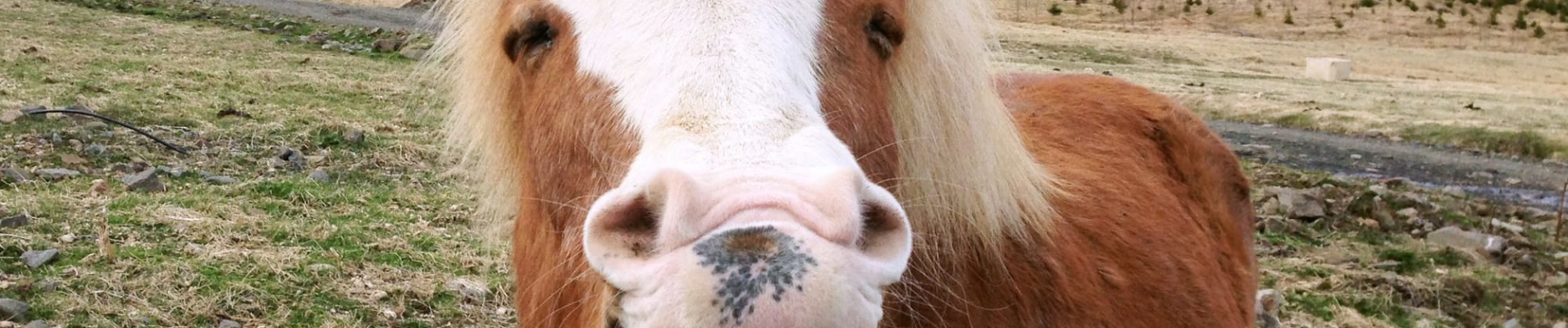 Funny portrait of Icelandic horse