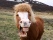 Funny portrait of Icelandic horse