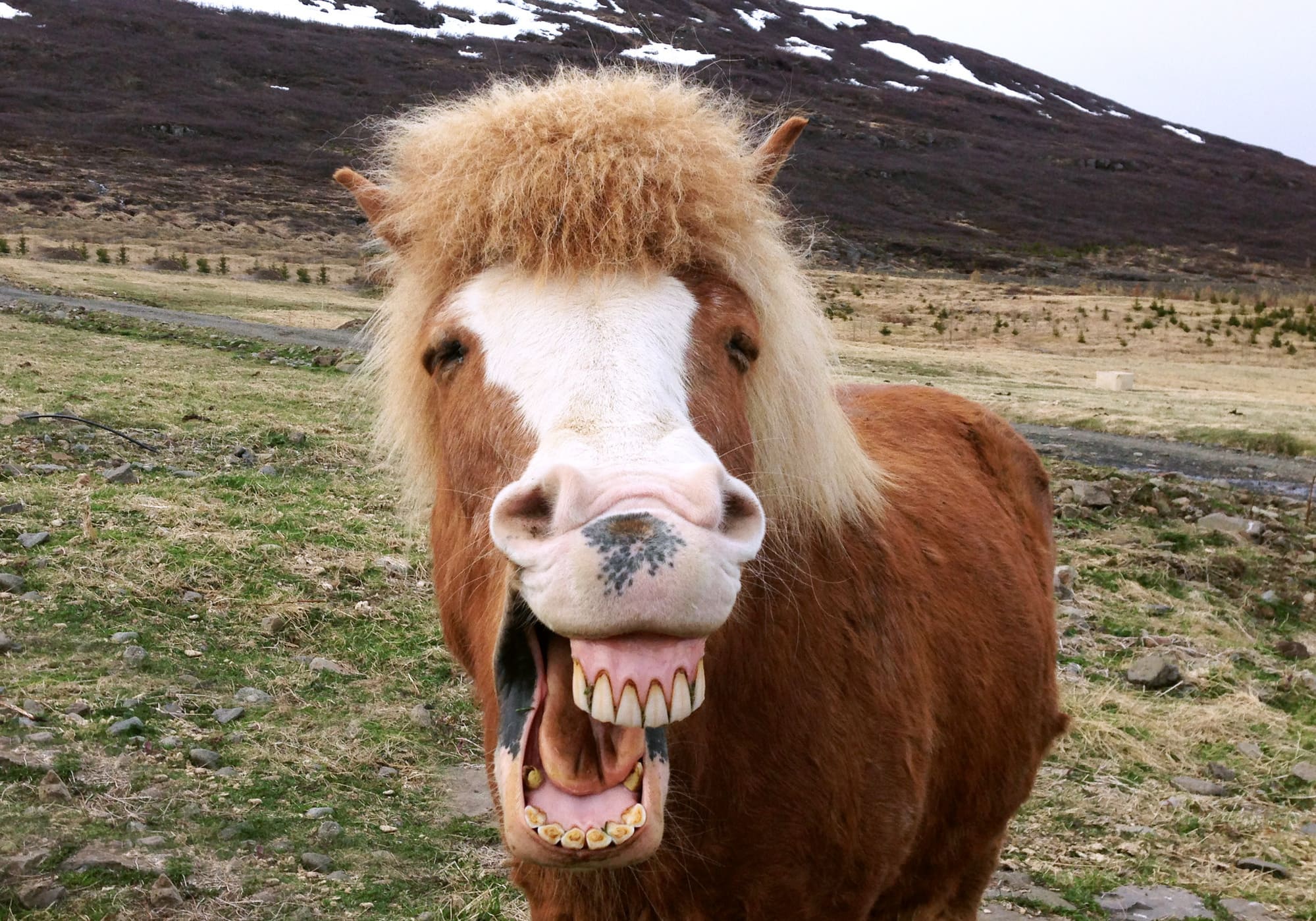 Funny portrait of Icelandic horse