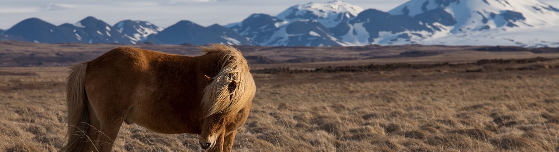 iceland horses