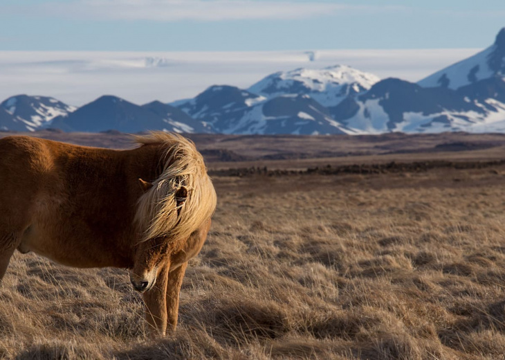 iceland horses