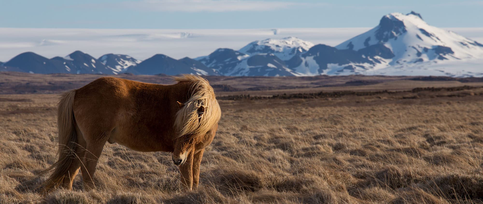iceland horses