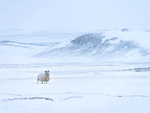 Iceland winter landscape