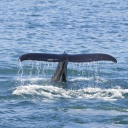 ideas-whale