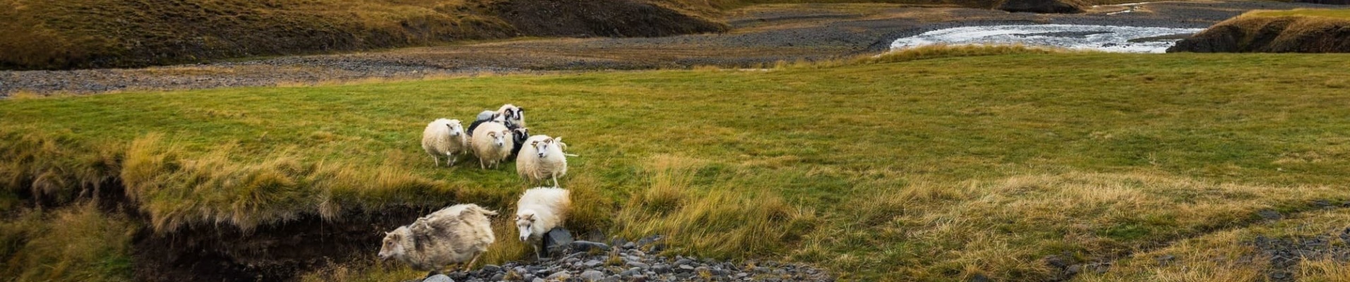 Crowd of sheep run back home in greenery with snow mountain background autumn season Iceland