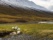 Crowd of sheep run back home in greenery with snow mountain background autumn season Iceland