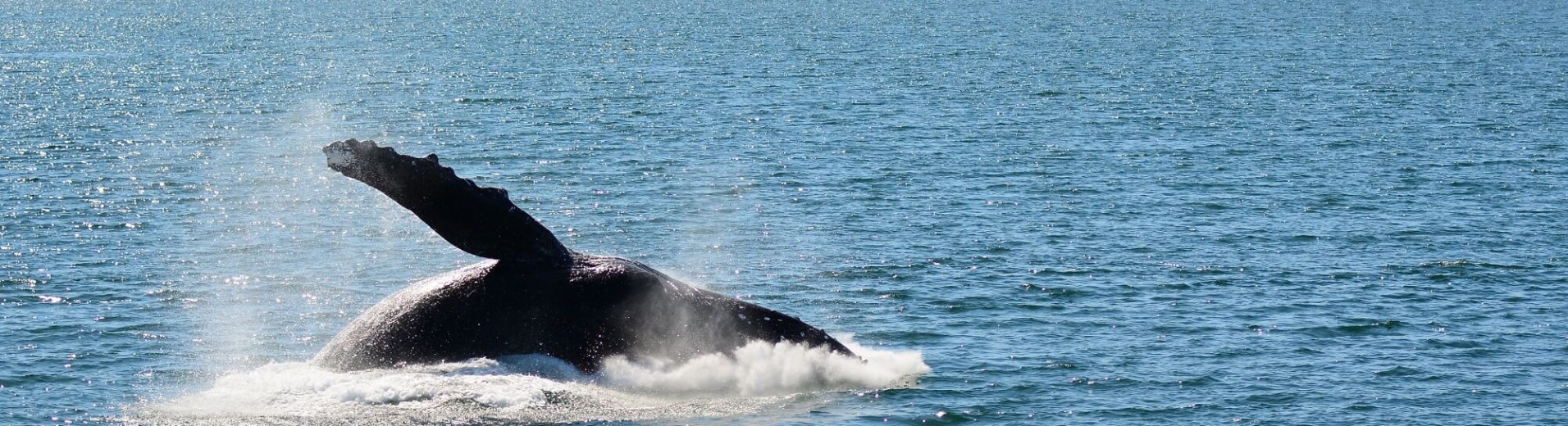 Whale Watching