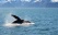 Whale Watching
