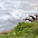 An Atlantic Puffin colony on the cliffs of Grimsey Island, Iceland Like a Local