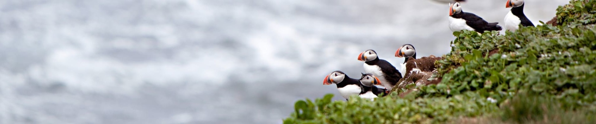 An Atlantic Puffin colony on the cliffs of Grimsey Island, Iceland Like a Local