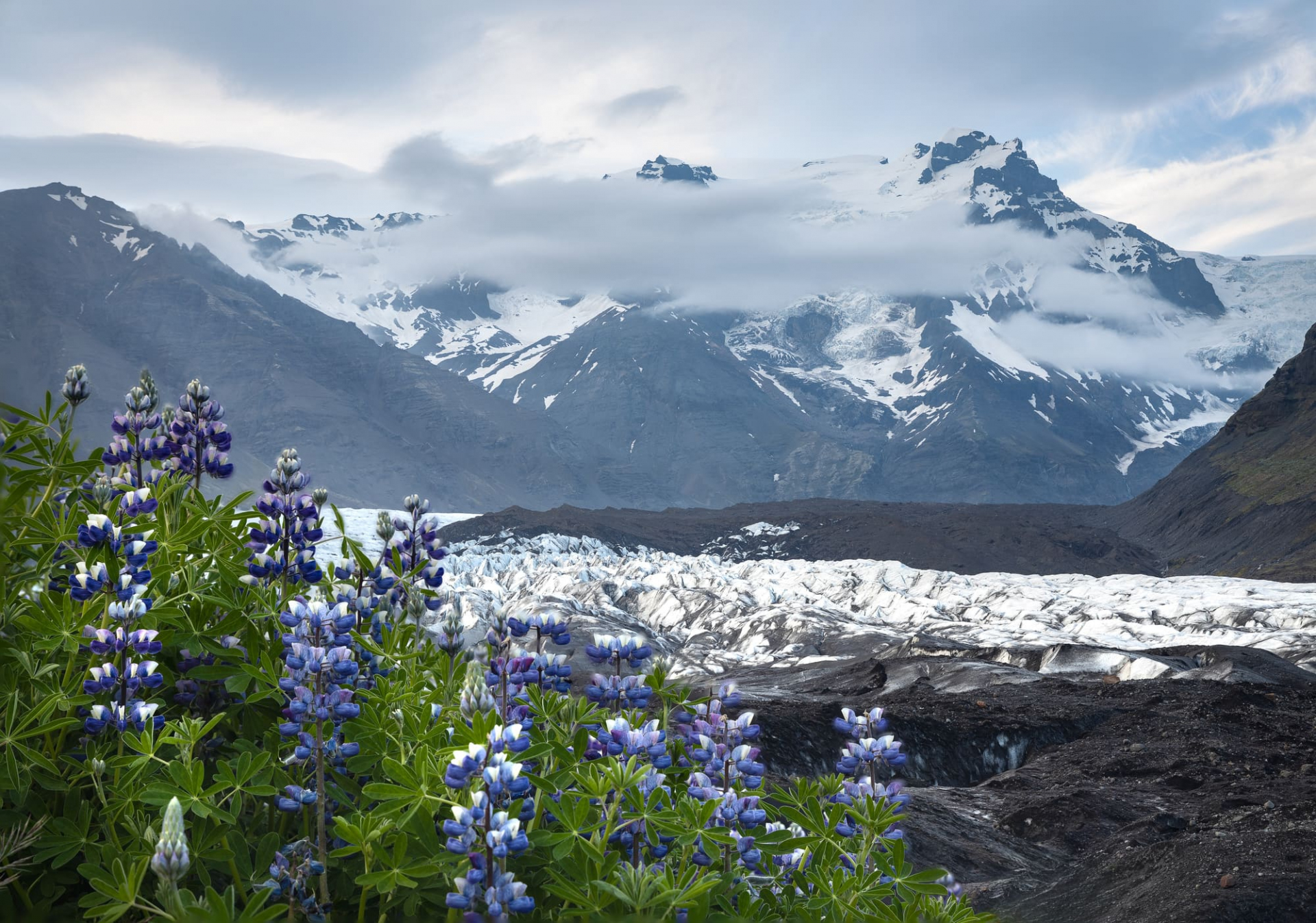 winter-iceland-lupine-flower