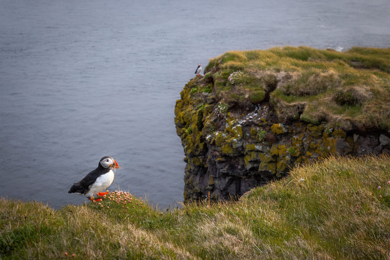 puffin-in-latrabjarg