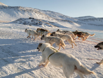 Dog sledding