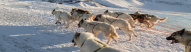 iceland-dog-sledding