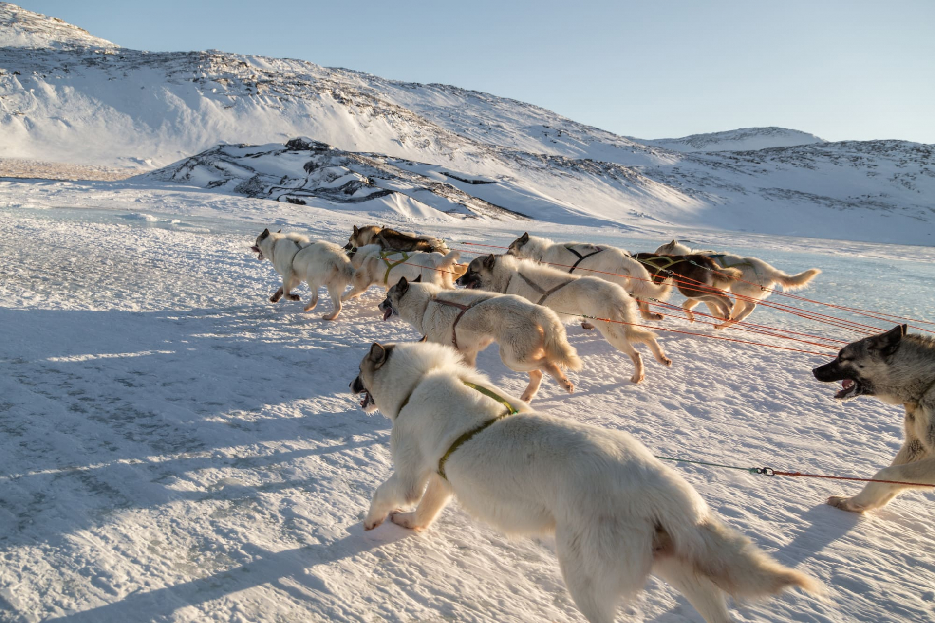 iceland-dog-sledding