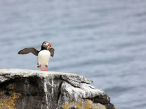 Puffin