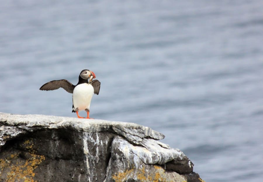 Puffin