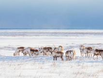 Reindeer in Iceland